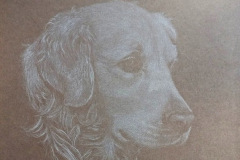 Tegning, hvidt på sort karton - Billedstørrelse A4  // Golden Retriever 1993
